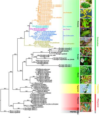 Plastid phylogenomics sheds light on divergence time and ecological adaptations of the tribe Persicarieae (Polygonaceae)